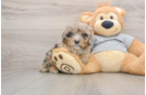 Best Mini Sheepadoodle Baby