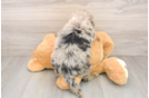 Happy Mini Sheepadoodle Baby