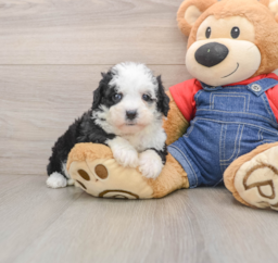 5 week old Mini Sheepadoodle Puppy For Sale - Premier Pups