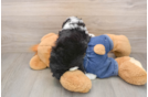 Mini Sheepadoodle Puppy for Adoption