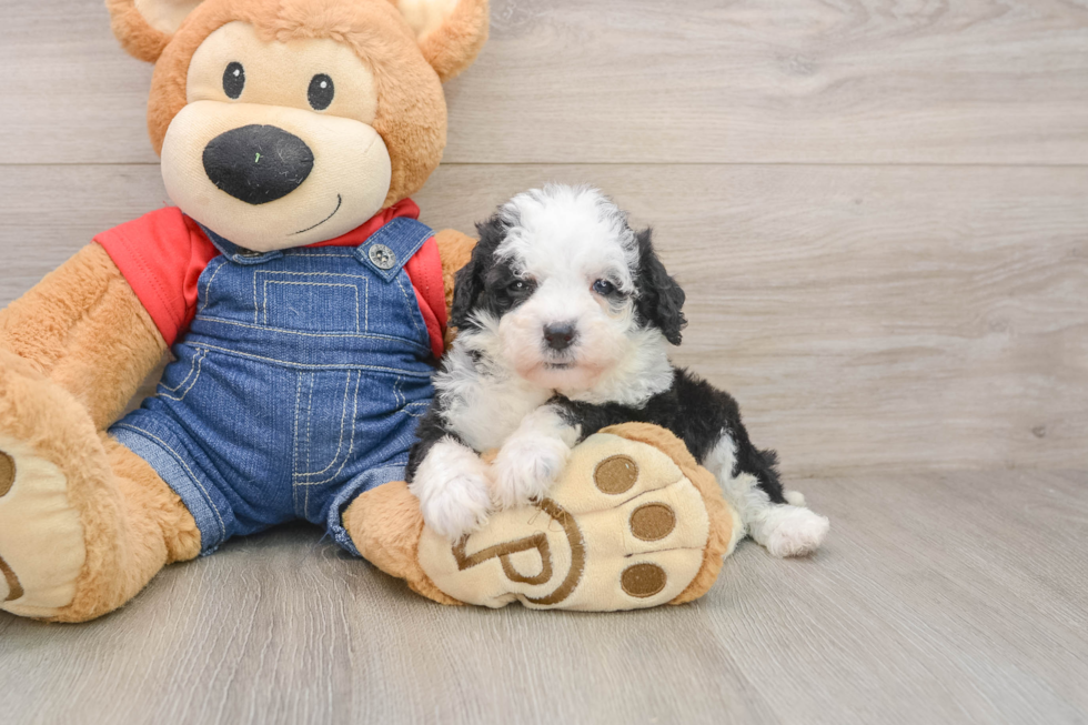 Hypoallergenic Sheep a Poo Poodle Mix Puppy