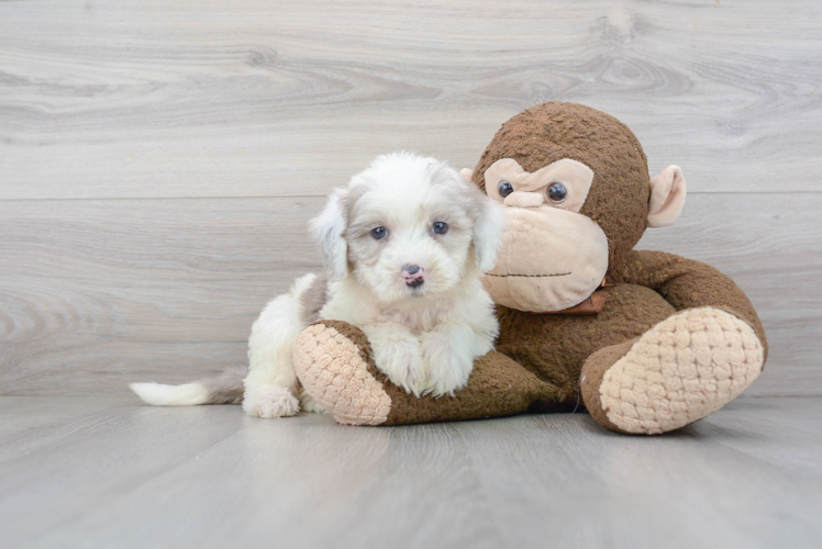 Best Mini Sheepadoodle Baby