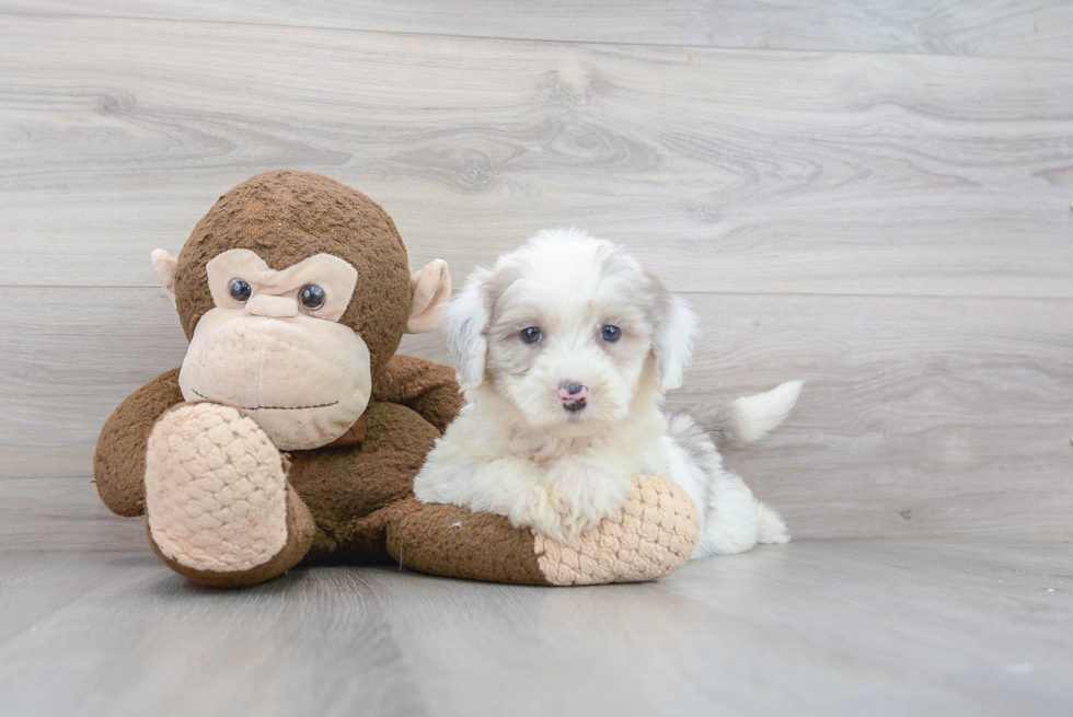 Mini Sheepadoodle Puppy for Adoption