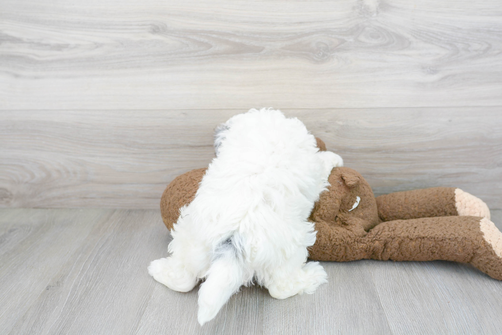 Best Mini Sheepadoodle Baby