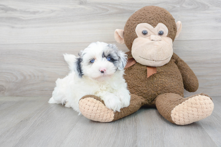 Mini Sheepadoodle Puppy for Adoption