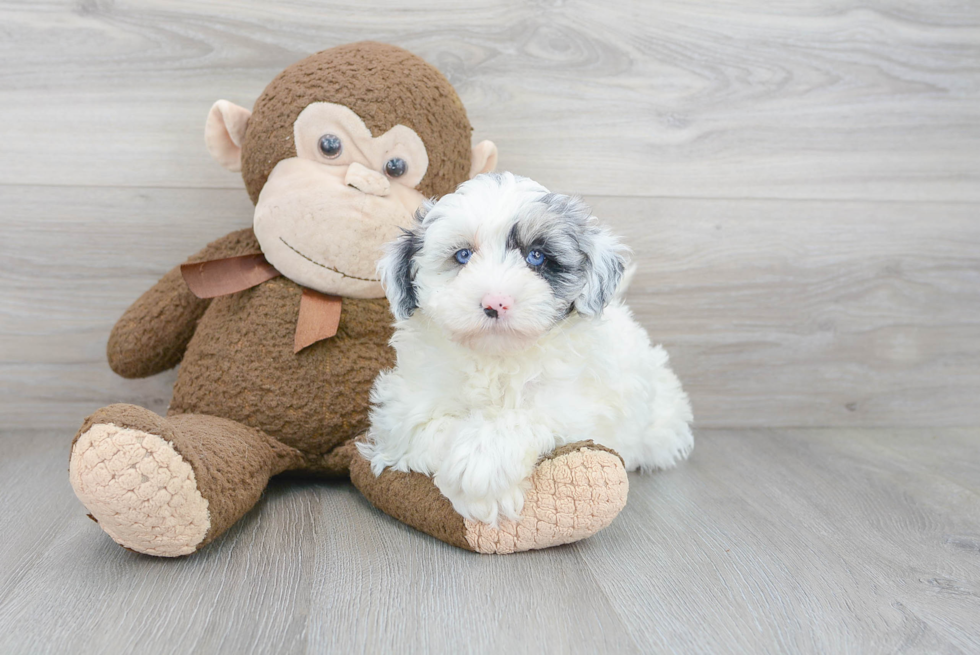 Cute Sheep Dog Poodle Mix Puppy