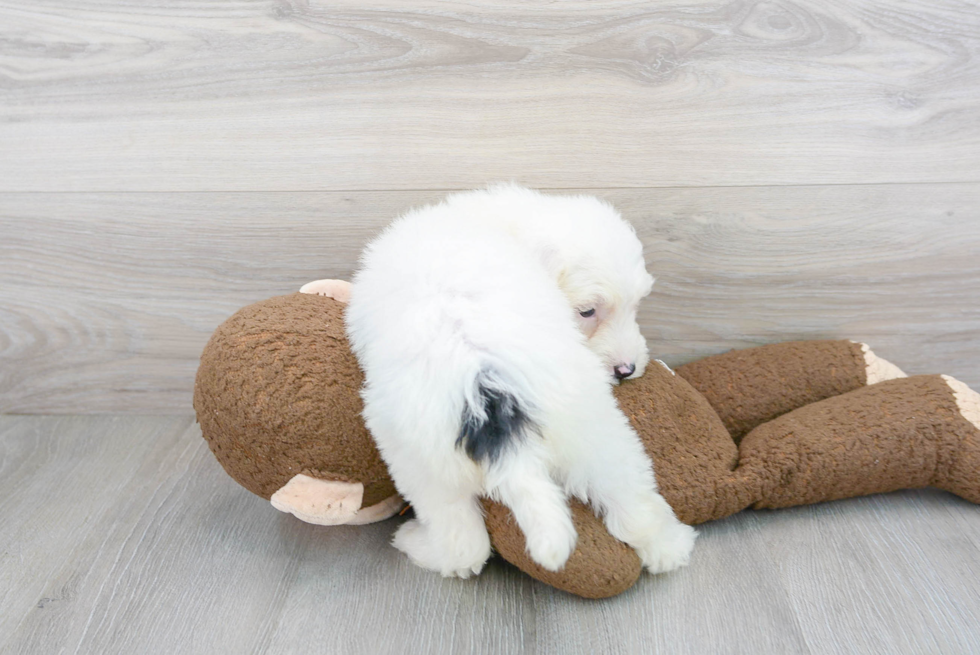 Mini Sheepadoodle Pup Being Cute