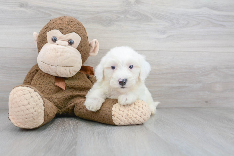 Friendly Mini Sheepadoodle Baby