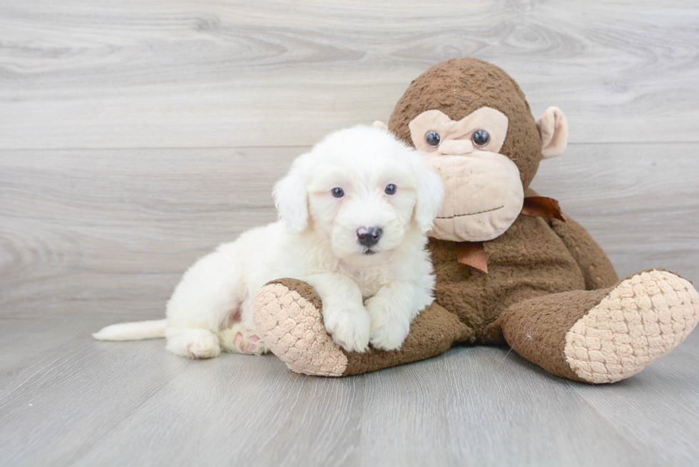 Mini Sheepadoodle Pup Being Cute