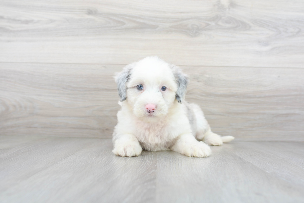 Best Mini Sheepadoodle Baby