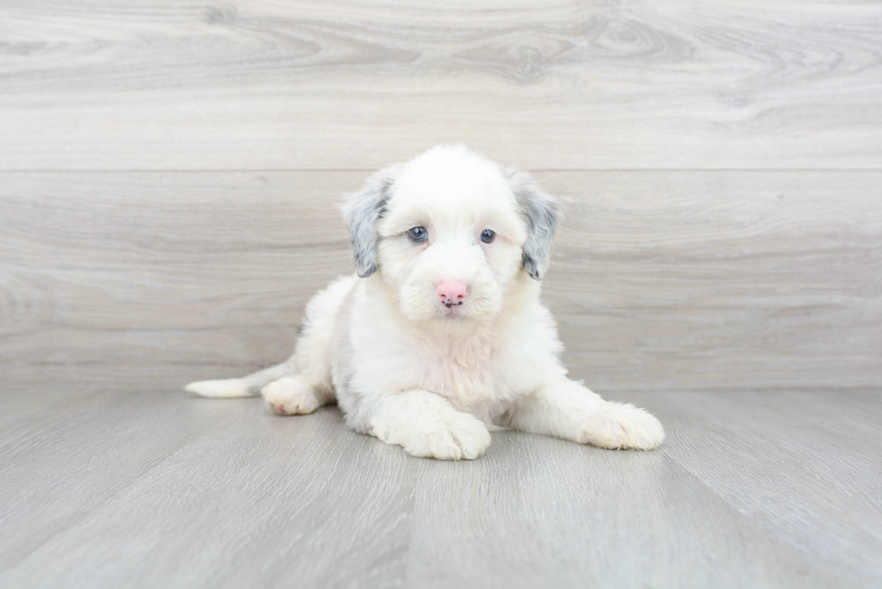 Cute Mini Sheepadoodle Baby