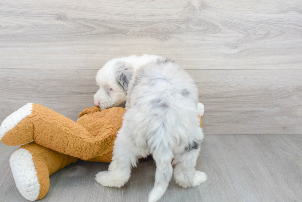 Small Mini Sheepadoodle Baby