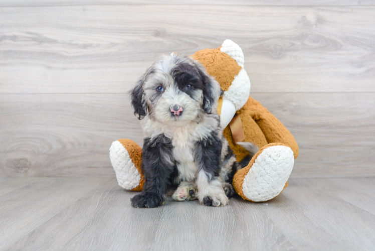 Smart Mini Sheepadoodle Poodle Mix Pup