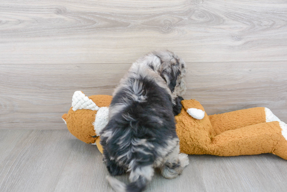 Mini Sheepadoodle Puppy for Adoption