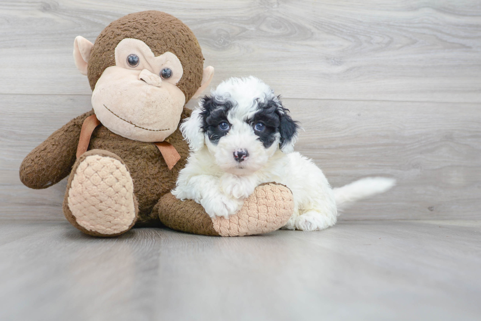 Small Mini Sheepadoodle Baby