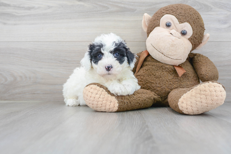 Mini Sheepadoodle Pup Being Cute