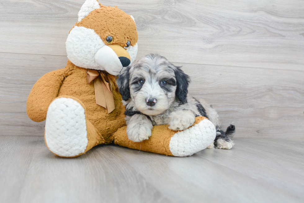 Mini Sheepadoodle Puppy for Adoption