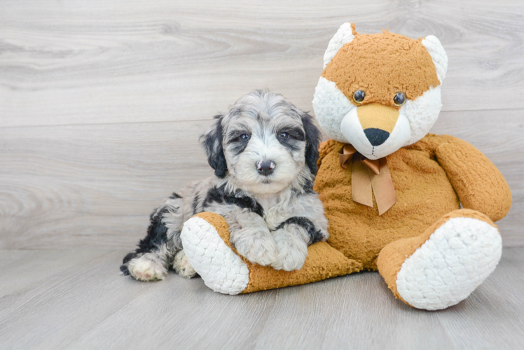 Mini Sheepadoodle Puppy for Adoption