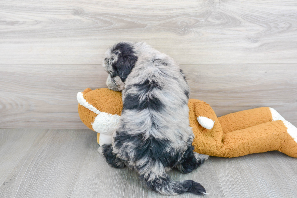 Best Mini Sheepadoodle Baby