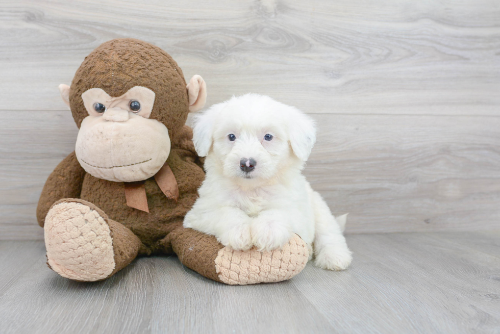 Best Mini Sheepadoodle Baby