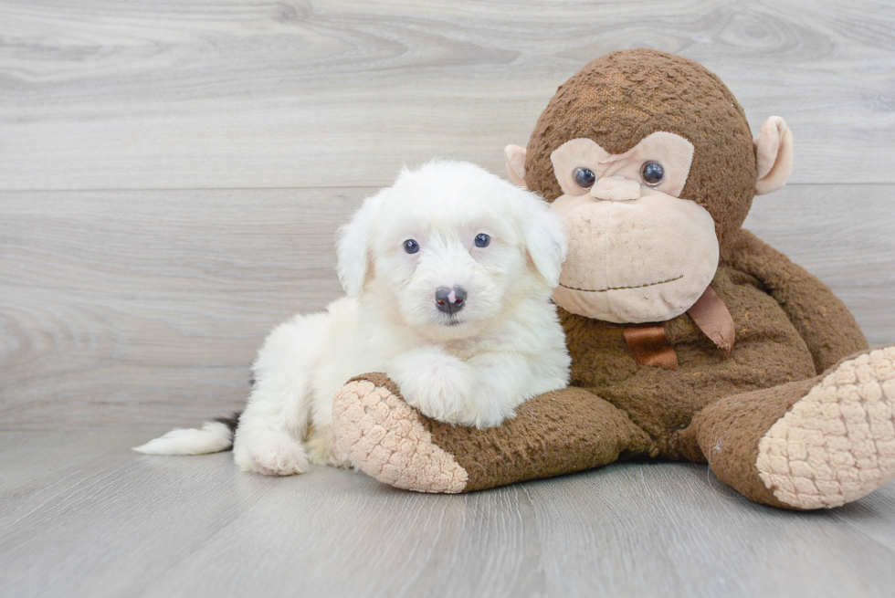 Sweet Mini Sheepadoodle Baby