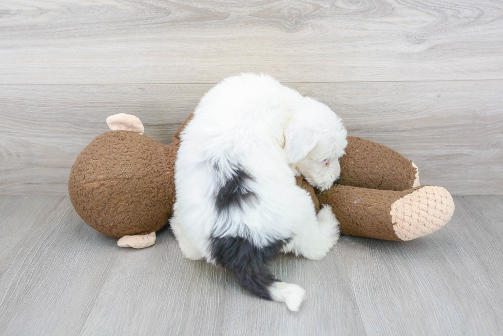 Playful Sheep Dog Poodle Mix Puppy