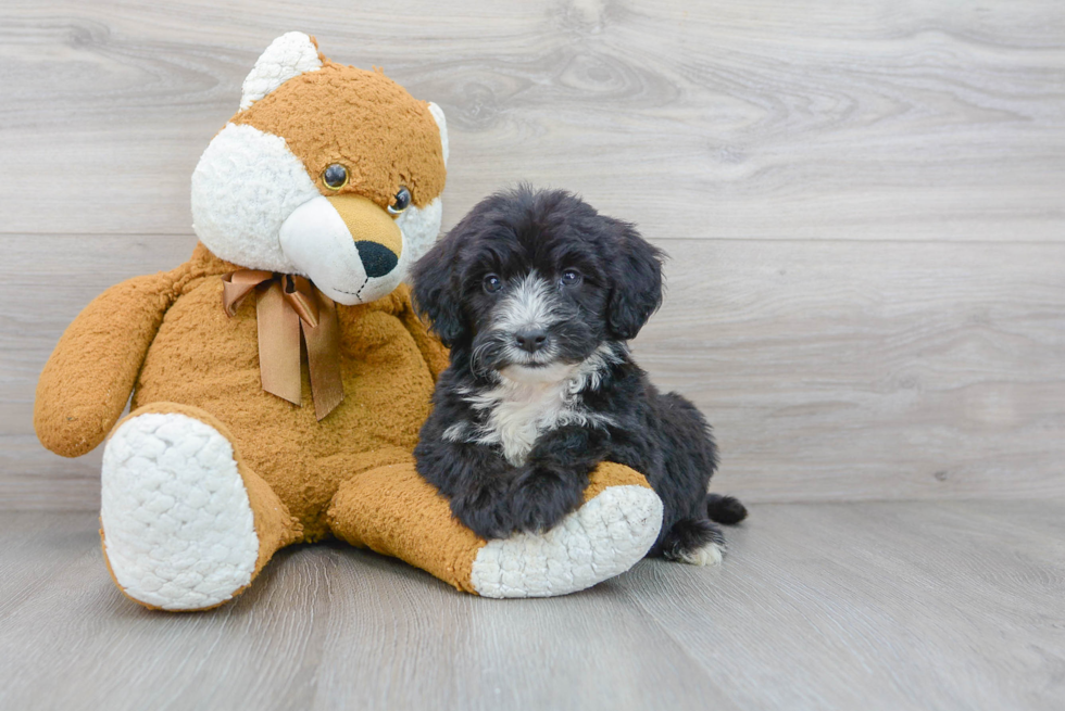 Playful Sheep Dog Poodle Mix Puppy