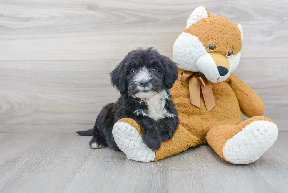 Energetic Sheep Dog Poodle Mix Puppy