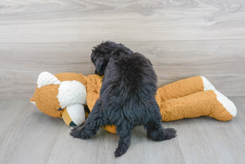 Best Mini Sheepadoodle Baby