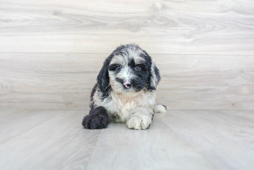 Cute Mini Sheepadoodle Baby