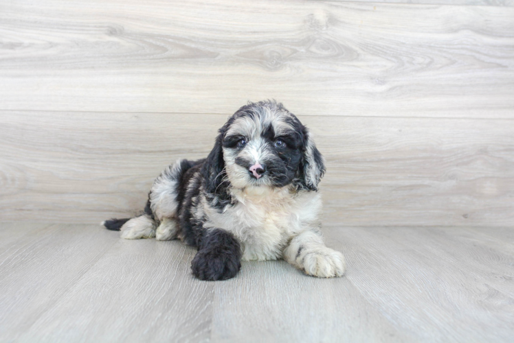 Mini Sheepadoodle Puppy for Adoption