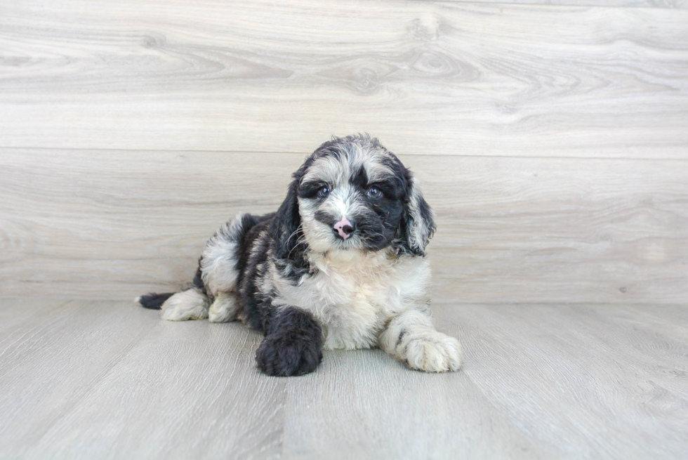 Mini Sheepadoodle Puppy for Adoption