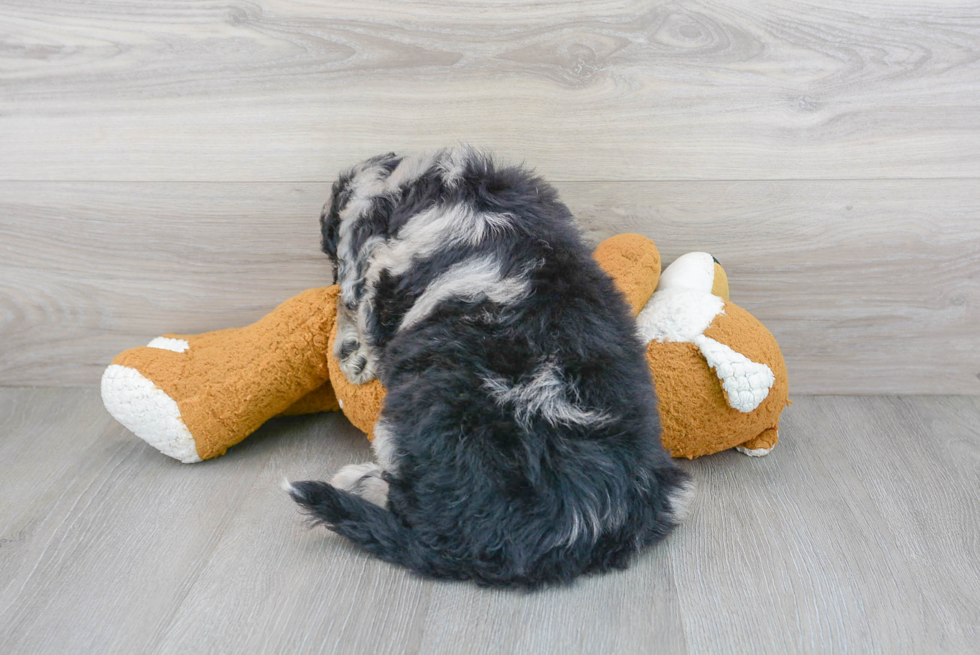 Mini Sheepadoodle Pup Being Cute
