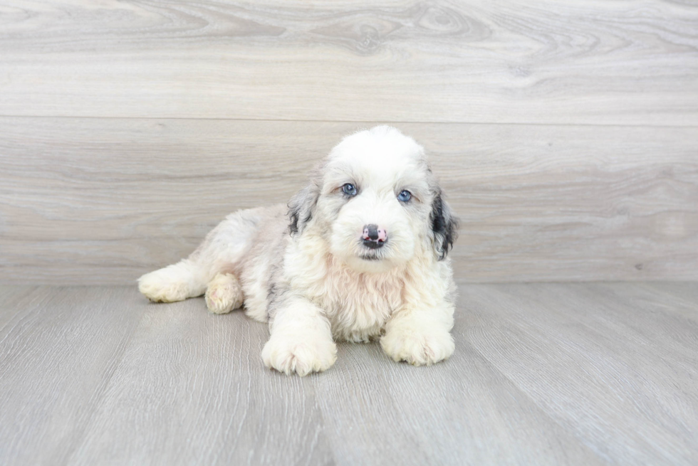 Mini Sheepadoodle Puppy for Adoption