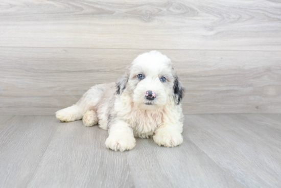 Mini Sheepadoodle Puppy for Adoption