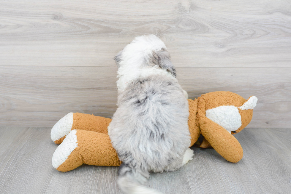 Mini Sheepadoodle Pup Being Cute