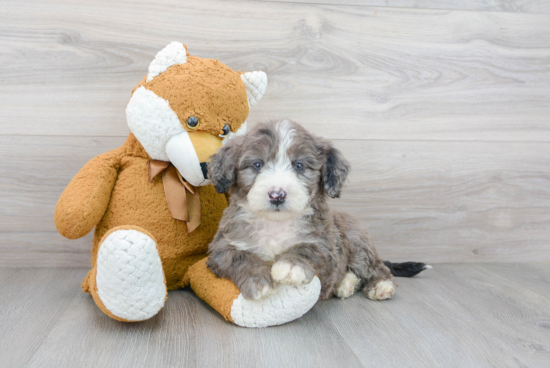 Funny Mini Sheepadoodle Poodle Mix Pup