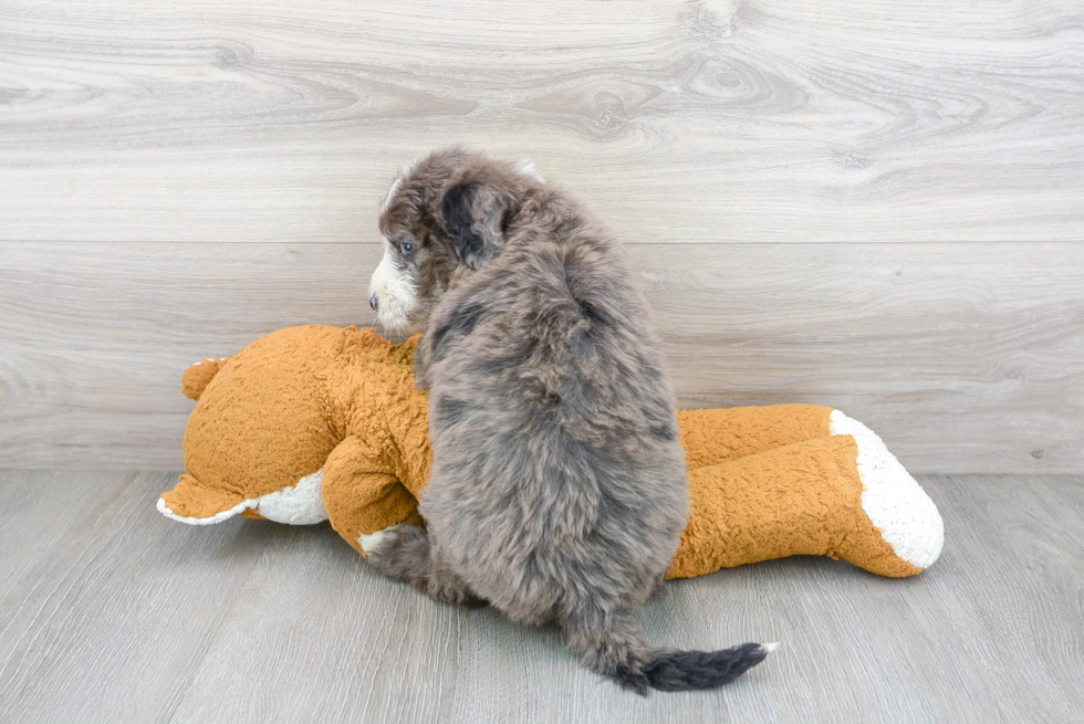 Mini Sheepadoodle Puppy for Adoption