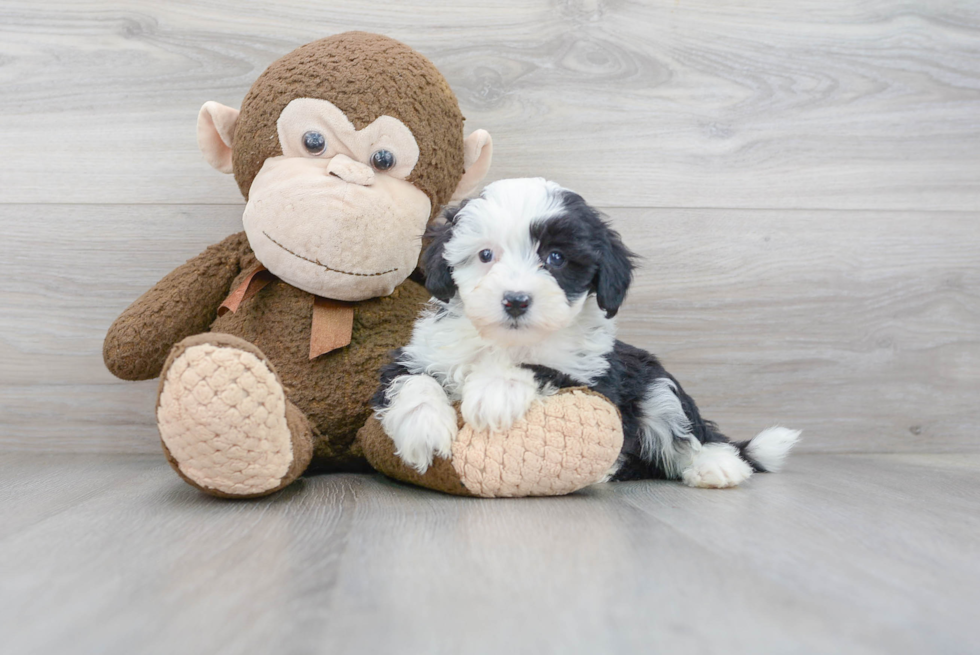 Mini Sheepadoodle Pup Being Cute