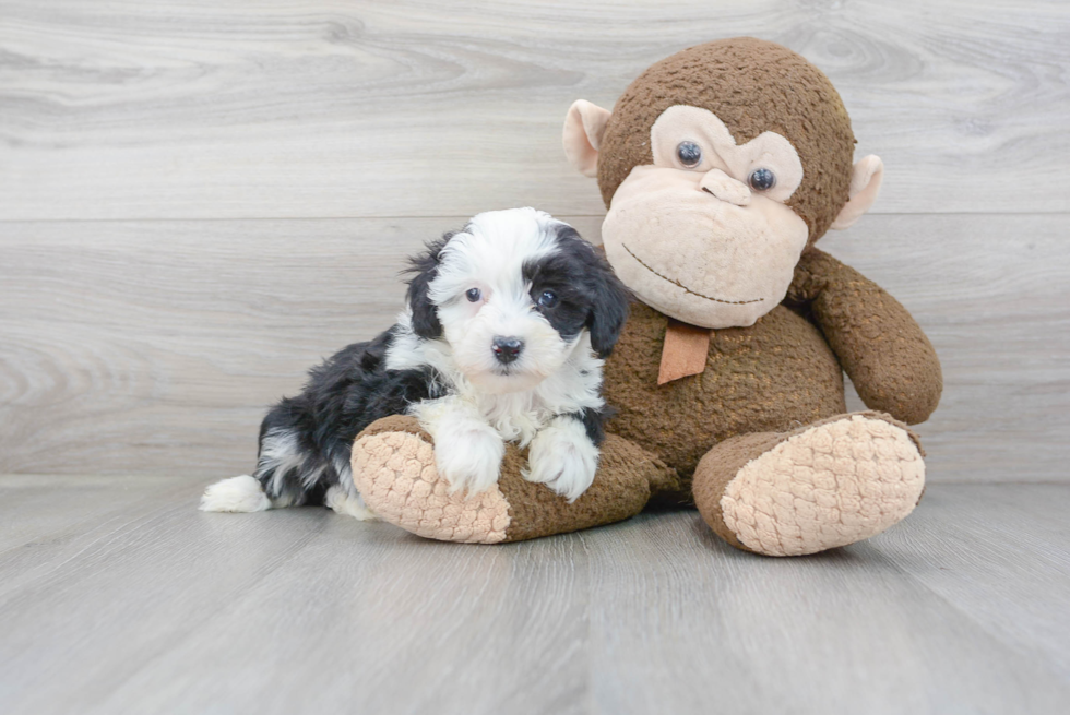 Mini Sheepadoodle Pup Being Cute