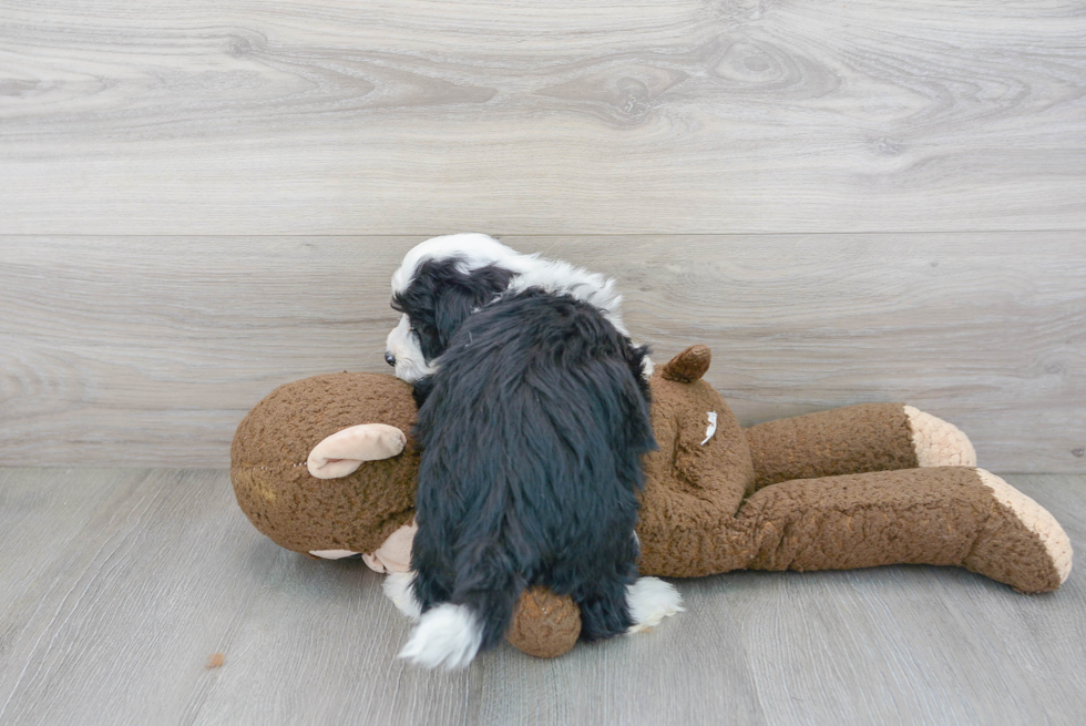 Fluffy Mini Sheepadoodle Poodle Mix Pup