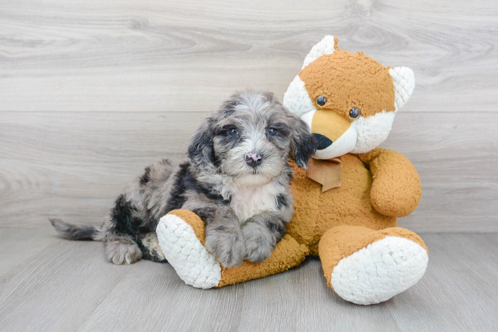 Best Mini Sheepadoodle Baby