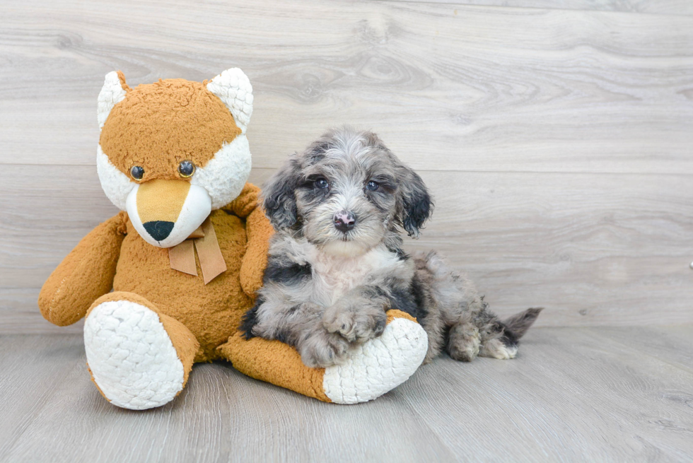 Little Sheep Dog Poodle Mix Puppy