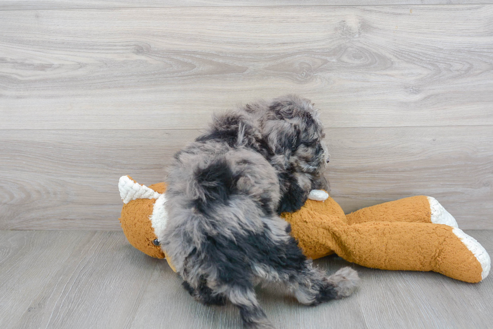 Best Mini Sheepadoodle Baby