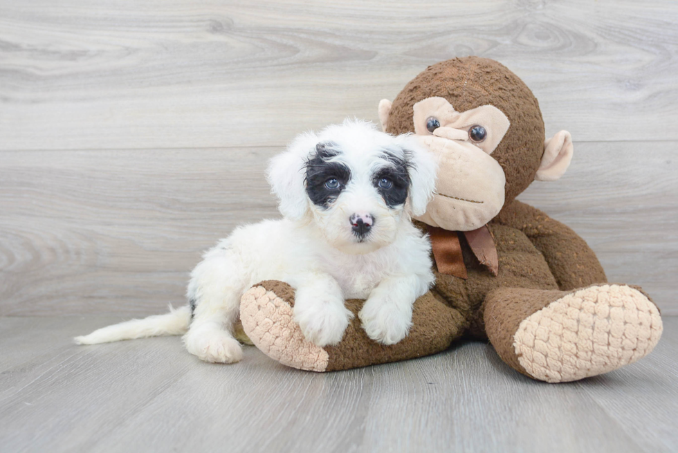 Little Sheep Dog Poodle Mix Puppy