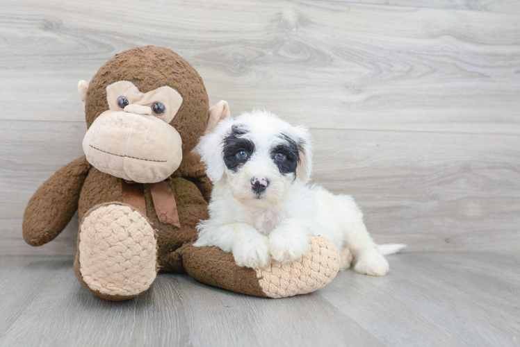 Best Mini Sheepadoodle Baby