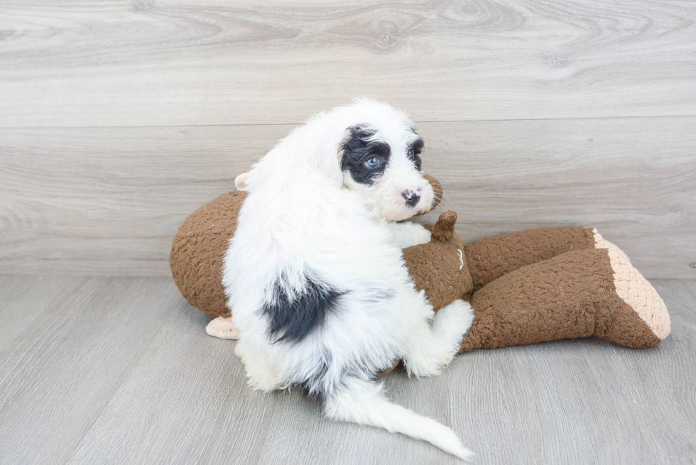 Mini Sheepadoodle Puppy for Adoption