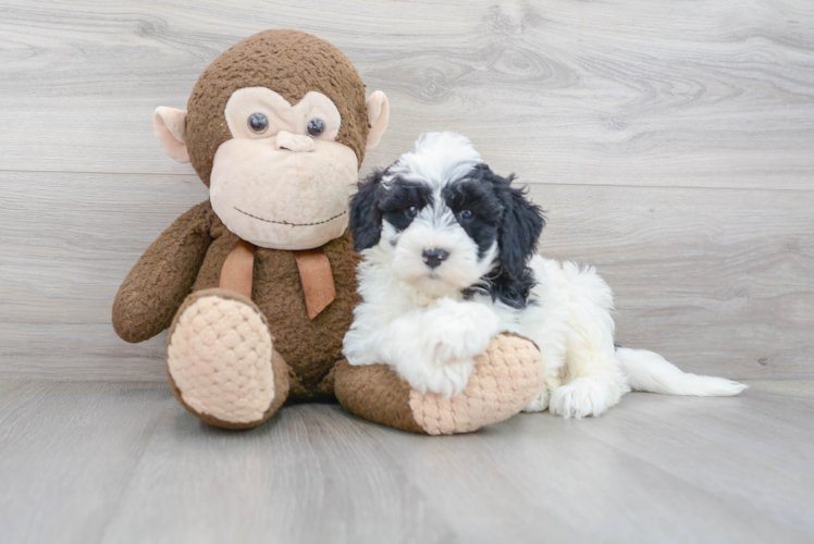 Best Mini Sheepadoodle Baby