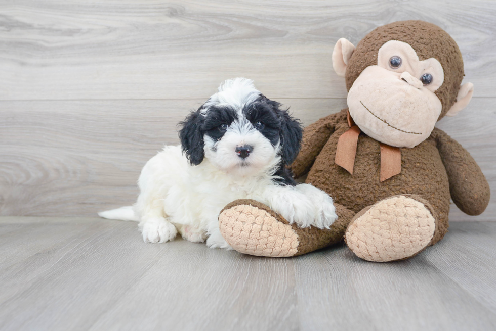 Best Mini Sheepadoodle Baby