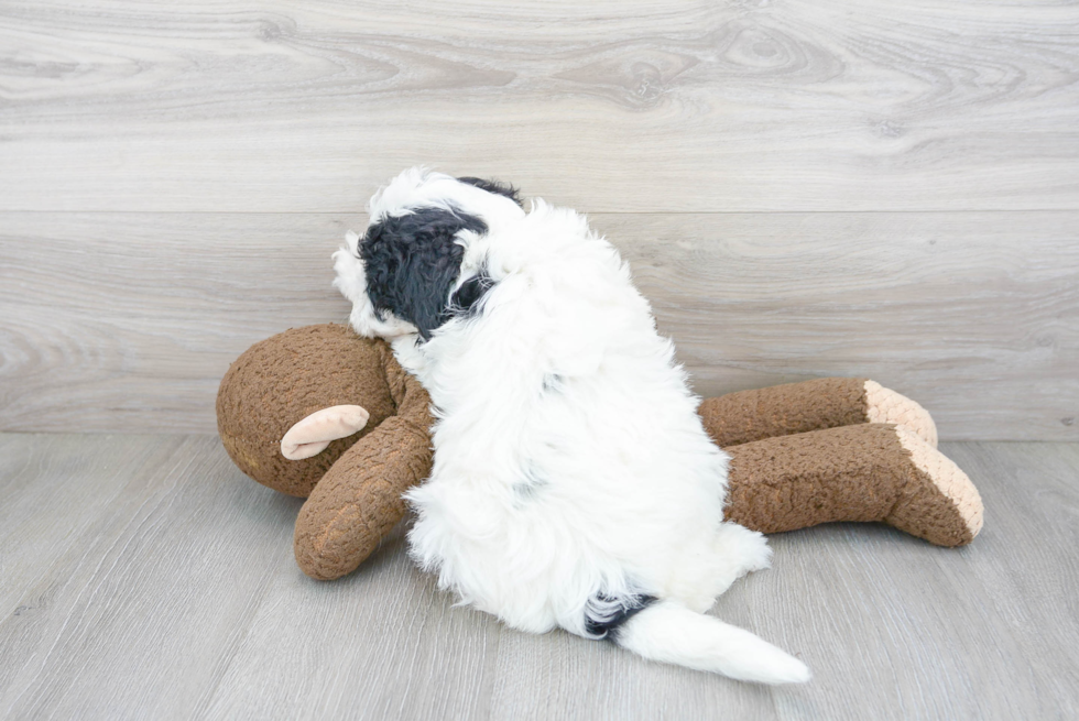 Mini Sheepadoodle Pup Being Cute